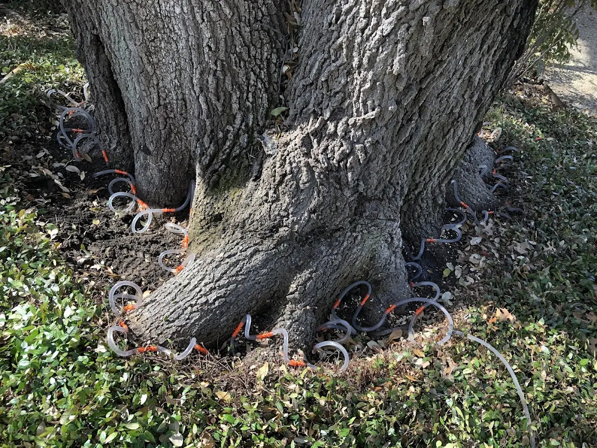 Detailed Tree Cabling and Bracing job site in Stetson