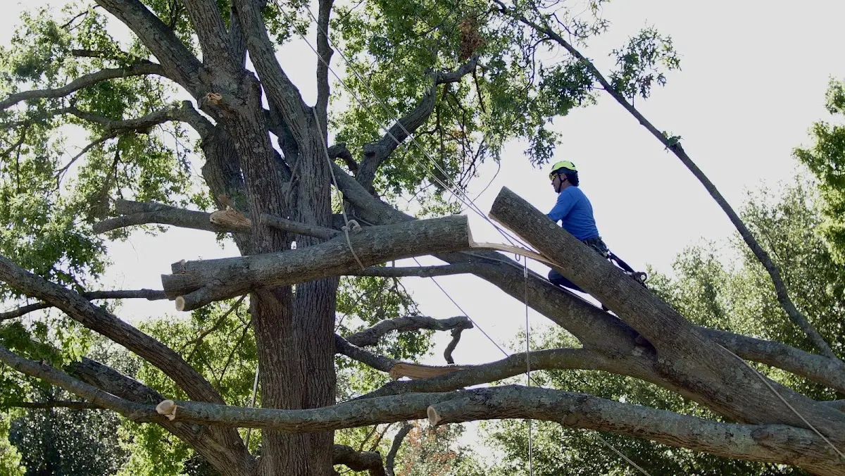 Professional Hazardous Tree Removal performed by certified arborists in Stetson