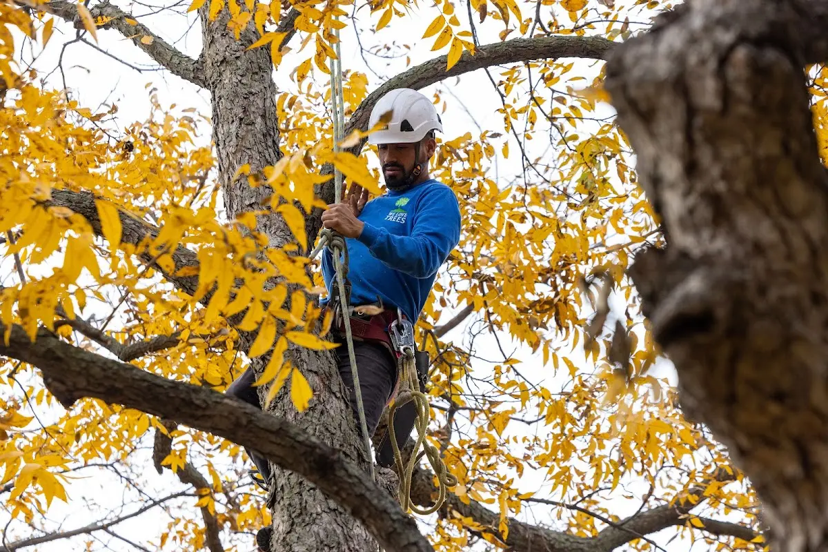 Skilled Tree Planing crew working in Stetson